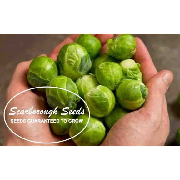 Scarborough Seeds Long Island Brussels Sprouts 500 Seeds Non GMO Garden Seeds