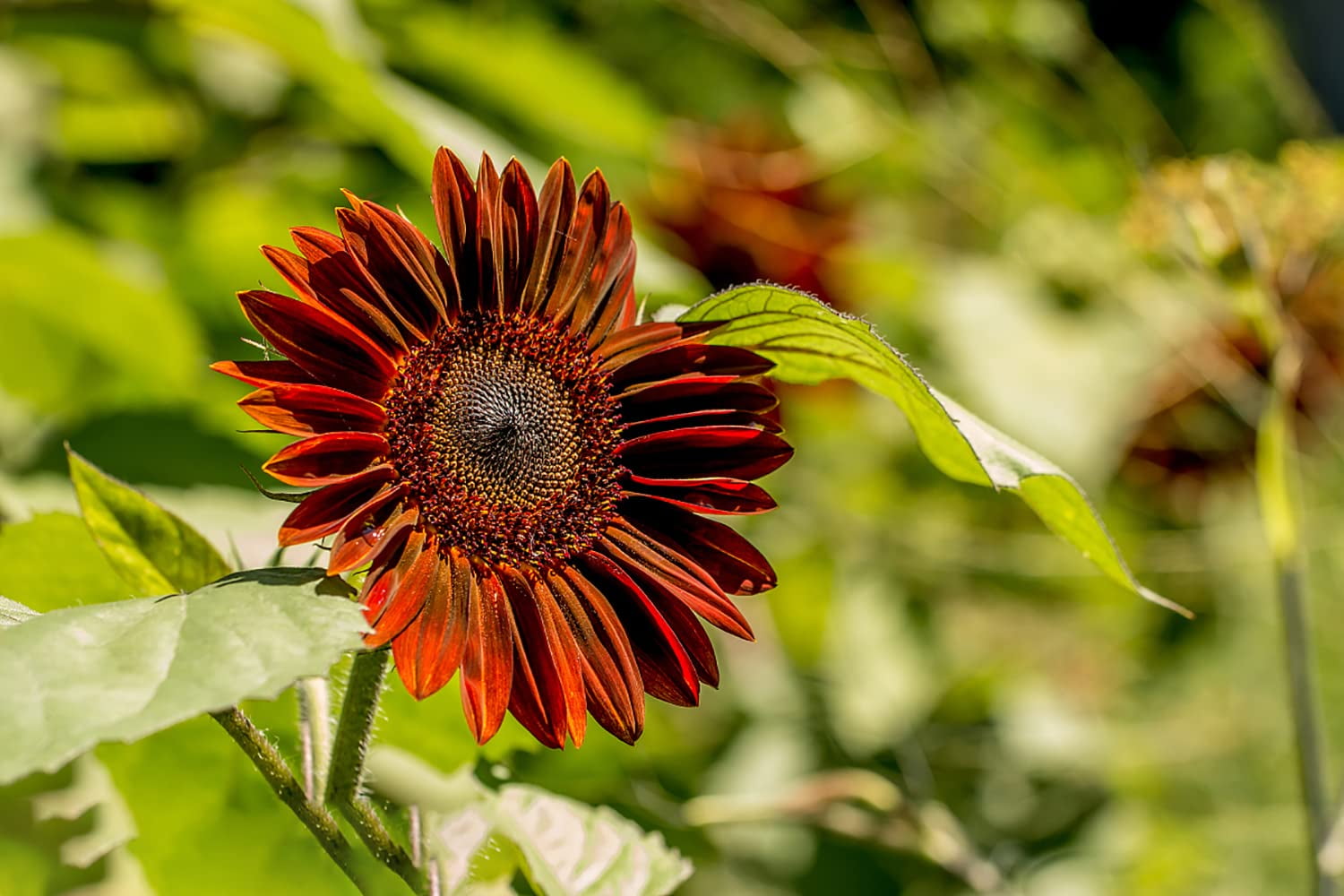 アリー　M&Mソマシードリンク NO-GMO 45 Seeds, Mini Sunflower Seeds Dwarf Sunflower