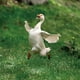 thumbnail image 4 of Goose Acrylic Garden Stake, Lawn Decorative Ground Plug, Cute Outdoor Yard Accent, for Home Garden, Lightweight Plastic, for Front Yard, Small Yard Decor, 4 of 6