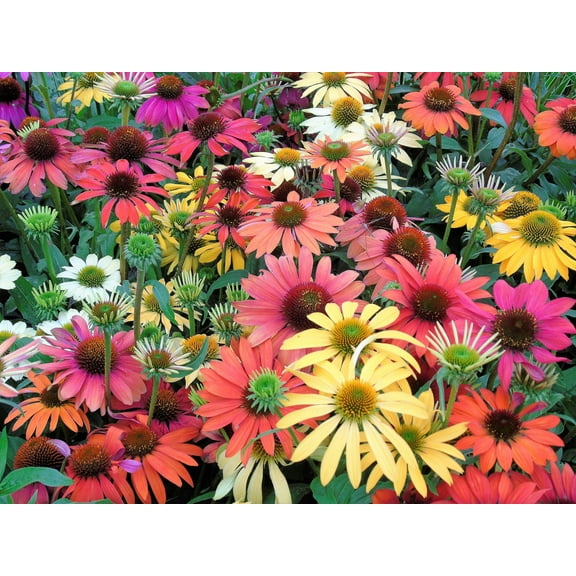 25 SPIRIT CONEFLOWER Echinacea Orange Red Yellow Purple Pink White Herb Flower Seeds