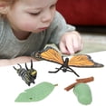 thumbnail image 4 of Modèle, Apprendre aux Enfants à Serrer, le Toucher Permet aux Enfants d'Explorer les Transformations Impressionnantes du Modèle d'Insectes, les Parents pour les Enfants, 4 of 8