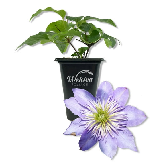 Clematis Crystal Fountain - Live Starter Plant in a 2 Inch Growers Pot - Starter Plants Ready for The Garden - Rare Clematis for Collectors
