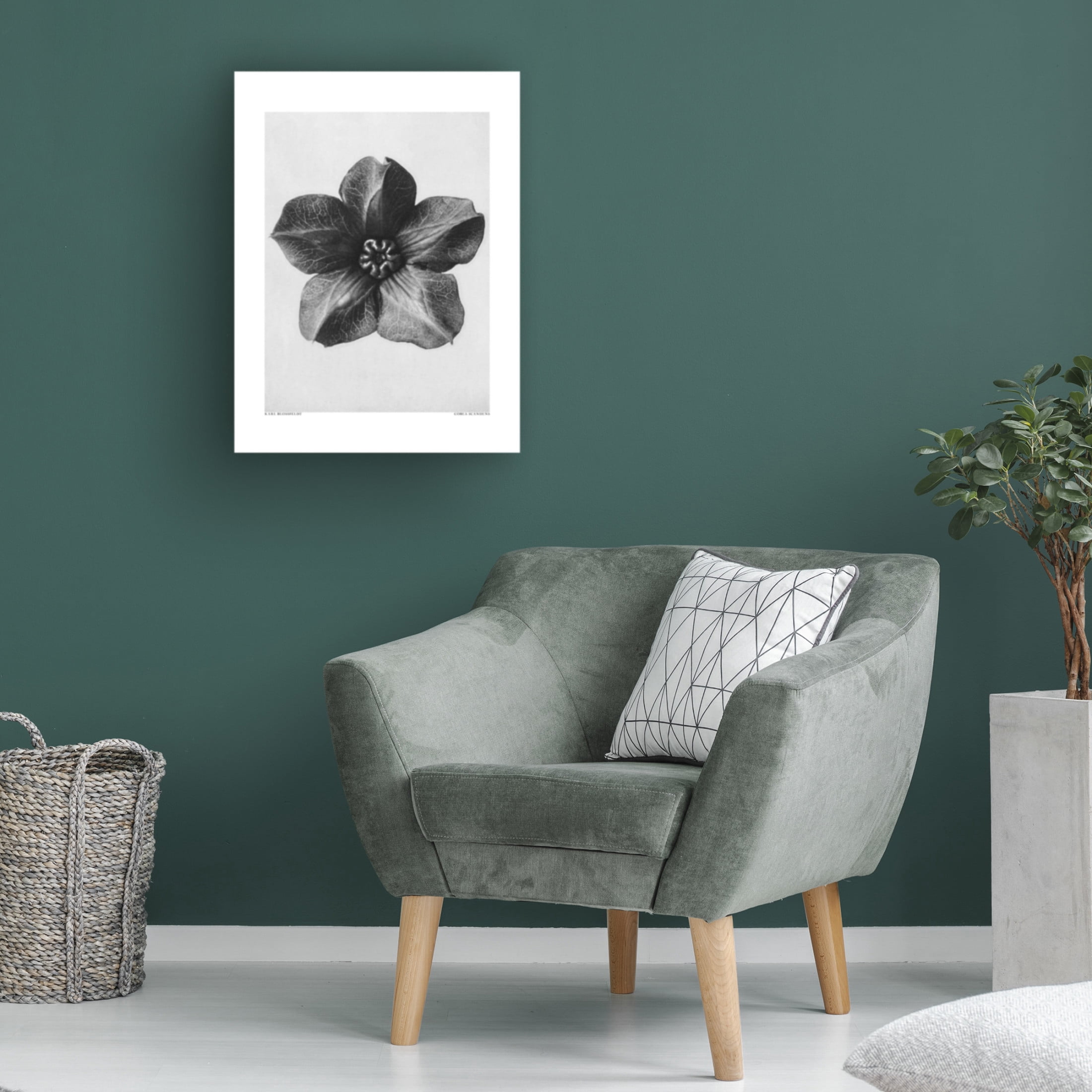 Trademark Fine Art Pictufy Cobaea Scandens Canvas Wall Art