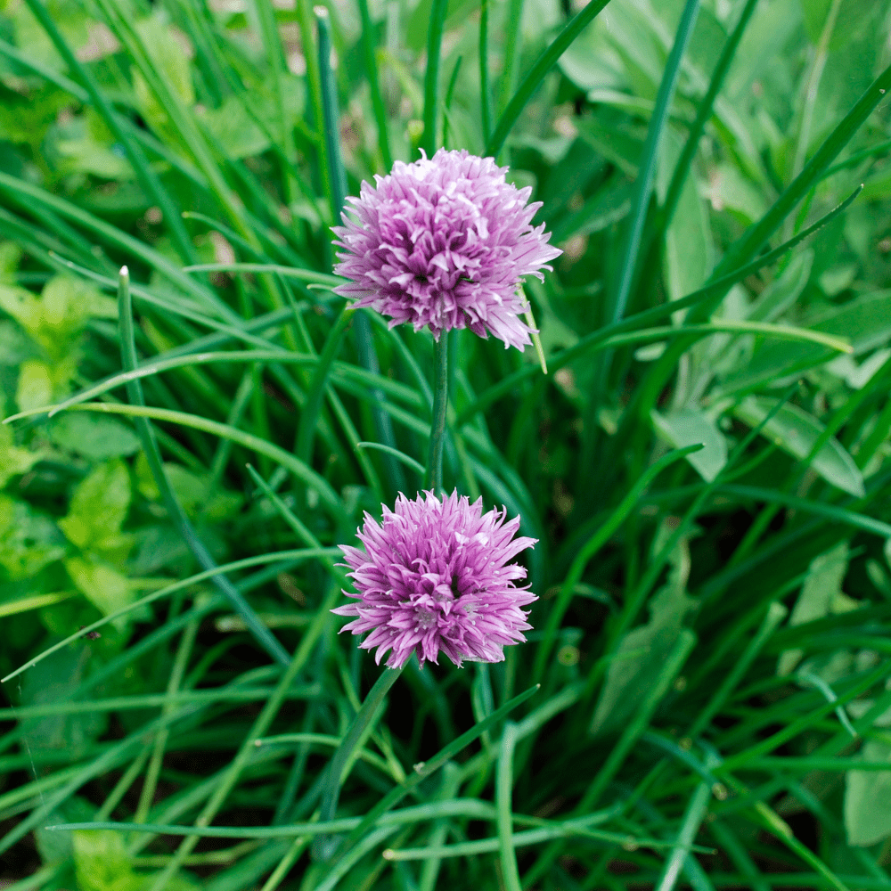 Set 10 Garlic Chives Live Plant Bare Roots Hardy Perennial Herb for Growing Indoor Outdoor