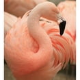 thumbnail image 3 of Wechsler, Robin 12x13 Black Modern Framed Museum Art Print Titled - Portrait Of A Pink Flamingo, 3 of 5