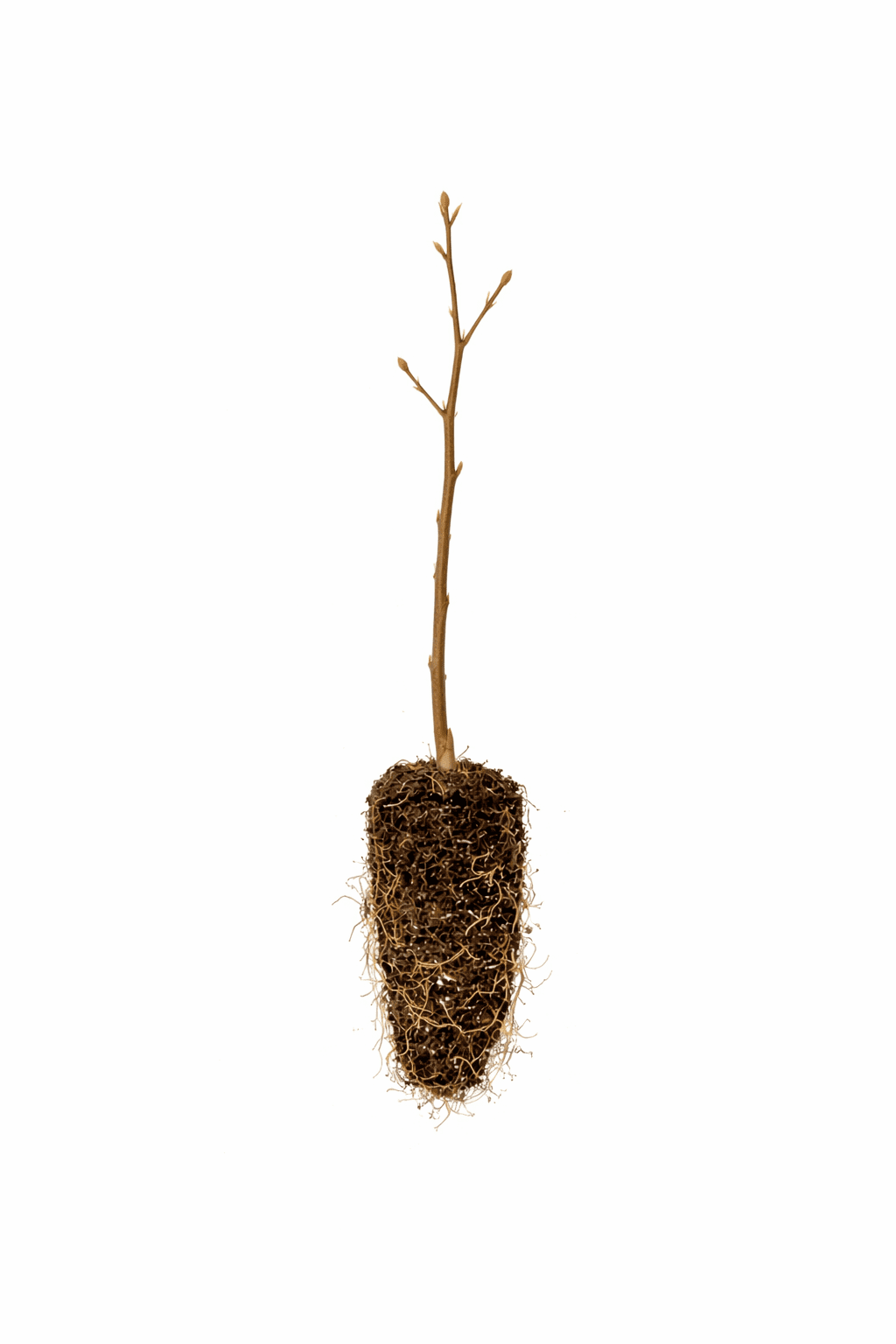 Chinese Wisteria Bonsai Tree Seedling for Planting - 1 Year Old Well Rooted Seedling