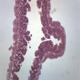 thumbnail image 2 of Hydra, Longitudinal Section - Prepared Microscope Slide - 75 x 25mm - Biology & Microscopy - Eisco Labs, 2 of 3