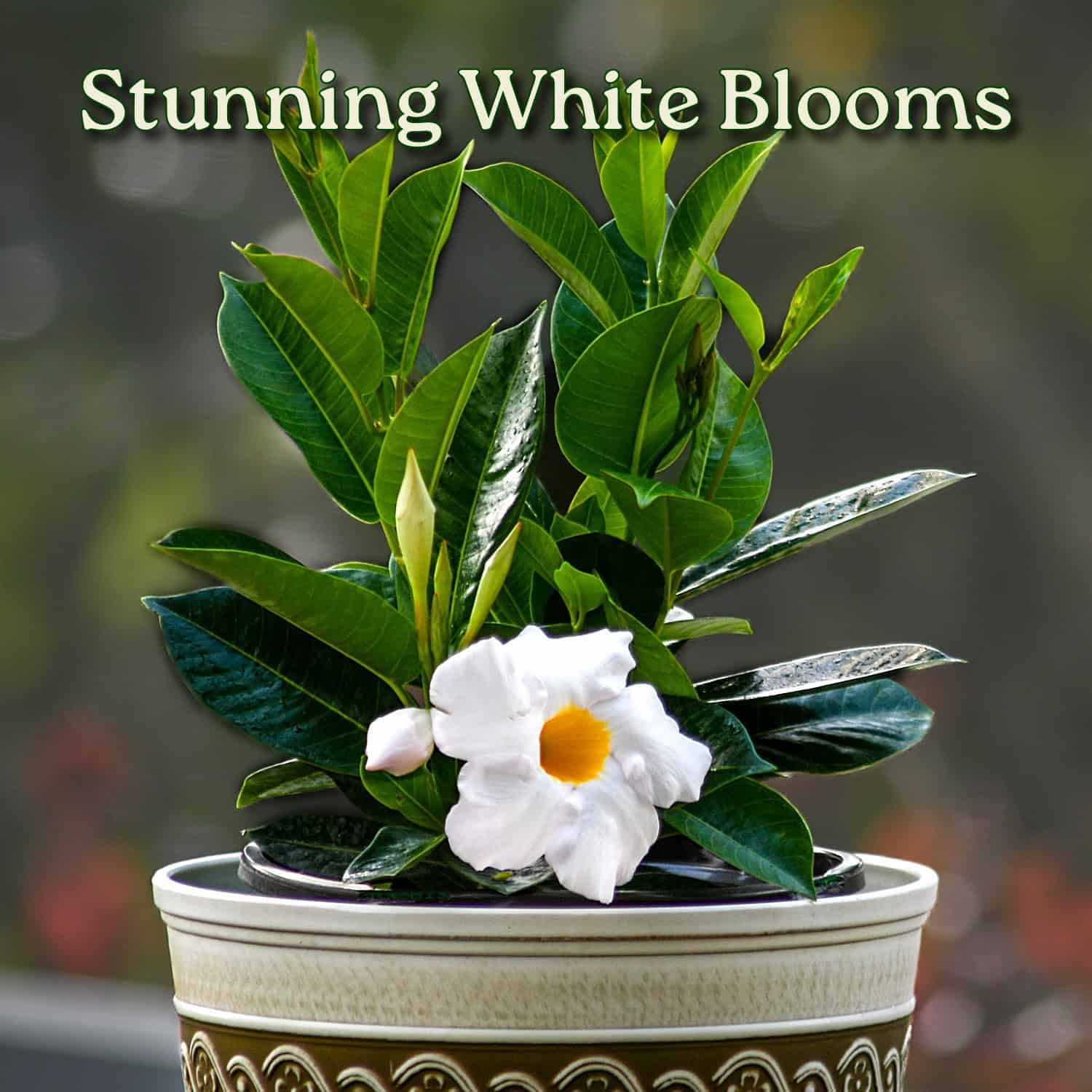 Tropical Plants of Florida 12" to 16" White Dipladenia Flower Bush Plant; Partial to Full Sunlight