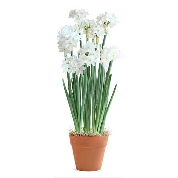 Paperwhites in Faux Terracotta