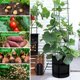 thumbnail image 5 of Paquete de 3 bolsas de plantación de 10 galones con ventana de cosecha - Bolsas de plantación de papas con asas - Macetas de tela acolchadas - Bolsas grandes para plantar en el jardín - Bolsas de pla, 5 of 5