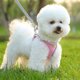 thumbnail image 2 of Breathable Reflective Dog Chest Harness Single Blue, 2 of 5