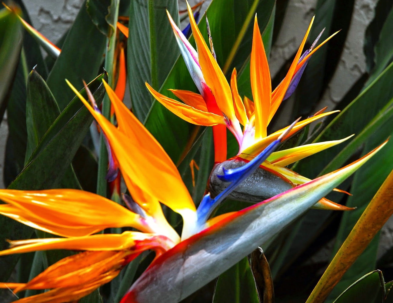 Orange Bird of Paradise 3&quot; Pot Strelitzia reginae