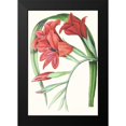 thumbnail image 2 of Paxton 11x14 Black Modern Framed Museum Art Print Titled - Paxton Tropicals V, 2 of 5