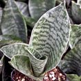 thumbnail image 2 of Silver Hahnii Birdsnest Snake Plant - Sanseveria - 5" Pot, 2 of 2