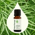 thumbnail image 3 of Plant Therapy Dill Weed  Essential Oil 10 mL (1/3 oz) 100% Pure, Undiluted, Natural Aromatherapy, 3 of 8