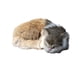 thumbnail image 5 of Matsuzay Gatos Durmientes Realistas Y Suaves Para Una Experiencia Tocable Y Segura Al Tocar Marrón marrón 2Conjunto, 5 of 6