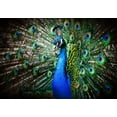 thumbnail image 3 of Beautiful Peacock Photography A-90901 (36x54 Giclee Gallery Print, Wall Decor Travel Poster), 3 of 3