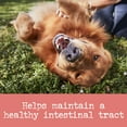 thumbnail image 4 of EverRoot Digestion Chewable Tablet With Dietary Fiber Organic Dog Supplement By Purina, 4.23 oz. Canister, 4 of 10