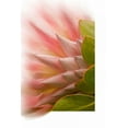 thumbnail image 2 of Murdock, Ramona 23x32 White Modern Wood Framed Museum Art Print Titled - Protea Blossom, 2 of 4