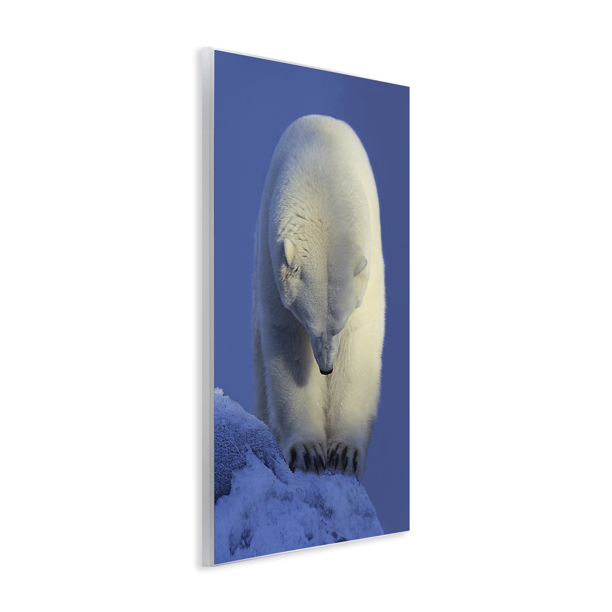 Stupell Industries Contemplation Polar Bear Animals Photography Unframed Art Print Wall Art, 13 x 19