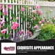 thumbnail image 4 of 4 pétalos flores artificiales flores colgantes violeta simulación vid boda decoración del hogar (fucsia), 4 of 6