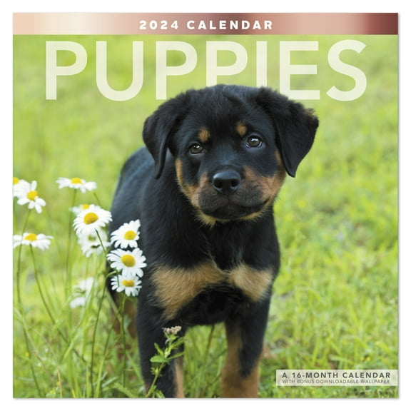 Puppies 2024 Monthly Wall Calendar 12 x 12 - Wall Calendars