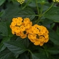 thumbnail image 5 of Lantana New Gold I 1 Large Gallon Size Plant I Verbenaceae Camara I Live Vibrant Golden Yellow Flowers, Heat and Drought Tolerant, Ideal for Borders and Hanging Baskets, 5 of 7