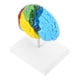 thumbnail image 3 of Modelos de cerebro humano a escala 1:1, modelo anatómico para el aprendizaje de neurociencia, enseñanza de ciencias, aula, estudio, exhibición, modelo médico., 3 of 8