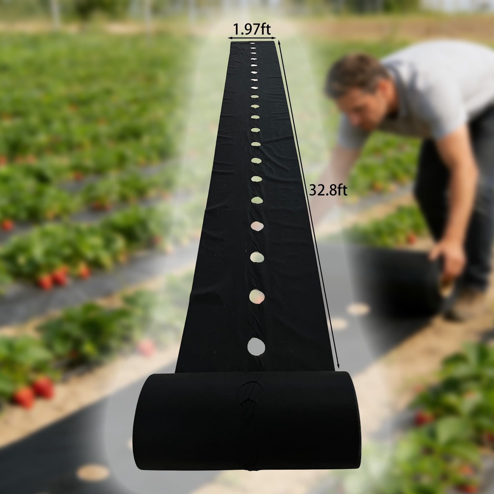 Strawberry planting perforated landscape fabric, water-permeable and breathable — functions as a weed barrier fabric to prevent weeds in vegetable and fruit planting