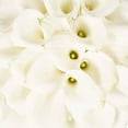 thumbnail image 3 of Bloomingmore White Mini Calla Lilies, 50 Stems, Fresh Cut Flowers, 3 of 7