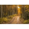thumbnail image 2 of Jaynes Gallery 32x23 Black Ornate Wood Framed with Double Matting Museum Art Print Titled - USA-Colorado-Uncompahgre National Forest Road through aspen forest in autumn, 2 of 4