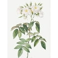 thumbnail image 2 of Redoute, Pierre Joseph 25x32 White Modern Wood Framed Museum Art Print Titled - Musk rose, Rosa moschata flore semi pleno, 2 of 4