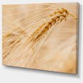 thumbnail image 2 of Cereal Plants Barley - Floral Canvas Art Print, 2 of 4
