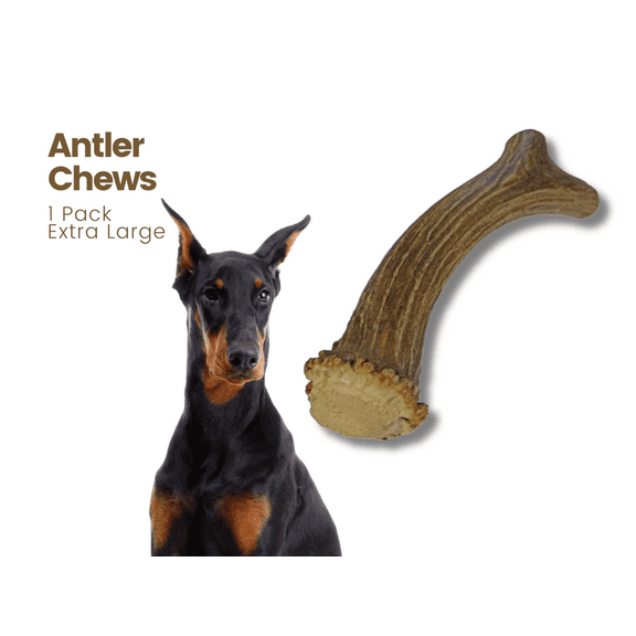 WhiteTail Naturals | Premium Deer Antlers for Dogs | (Extra Large XL) | All Natural Antler Chew | Naturally Shed, Sourced in USA