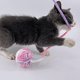 thumbnail image 2 of Para juguetes de pelota para gatos con campana incorporada, juguete interactivo para gatitos, juguetes para masticar suaves, 2 of 5