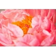 thumbnail image 2 of Millet, Karyn 18x13 Gold Ornate Wood Framed with Double Matting Museum Art Print Titled - Pink Peony V, 2 of 4