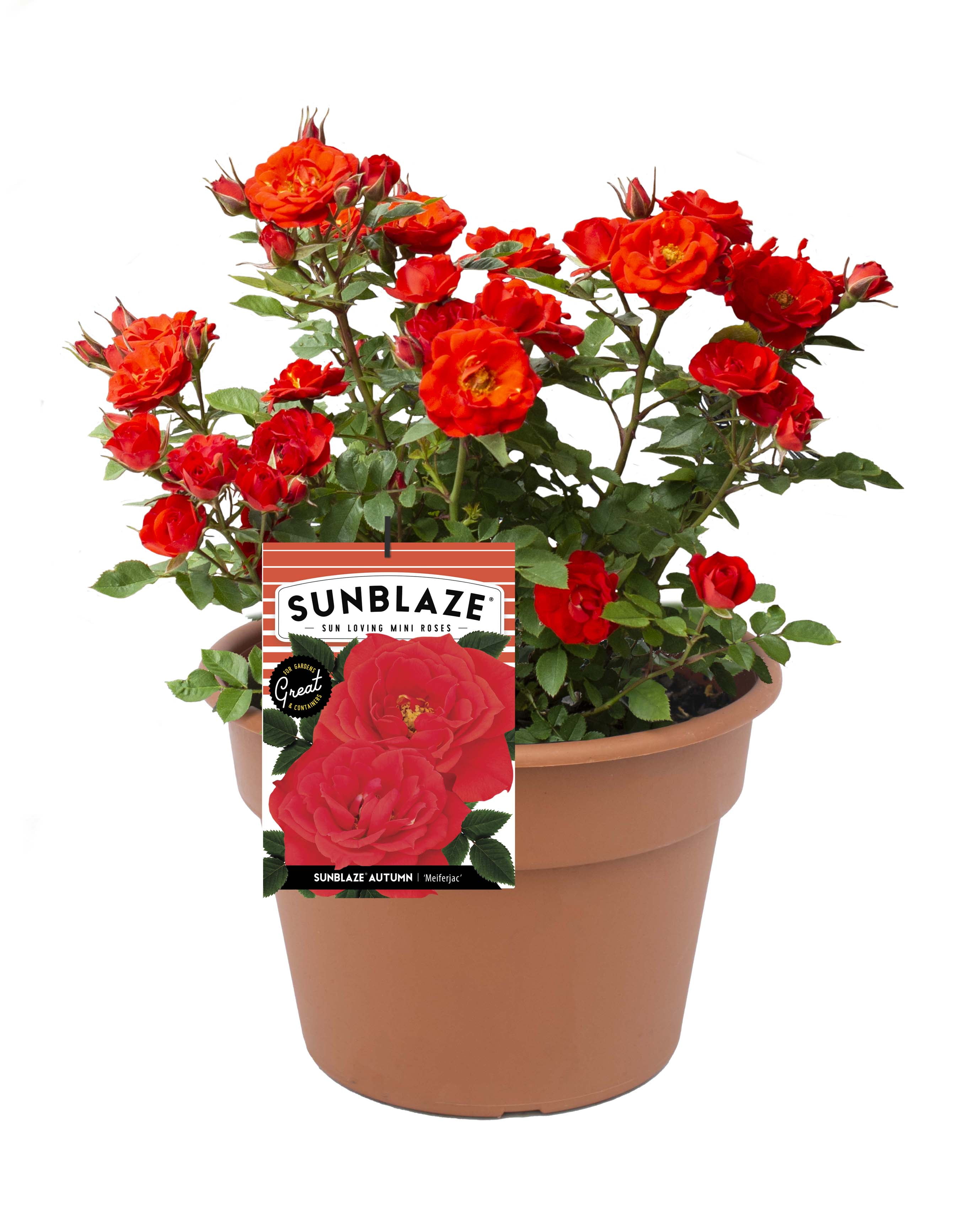 Bareroot Sunblaze® Autumn Miniature Rose with Orange Flowers Live