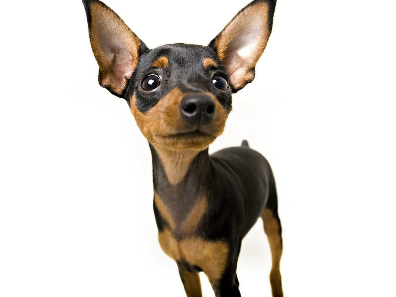 Laminated Poster Min Pin Dogs Puppy Puppies Animal Chihuahua Cute Poster Print 20 Inch By 30 Inch Walmart Com Walmart Com