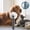 Gray, variant on Zzbeans Pet Hair Remover Brush, Self Cleaning Dog Brush for Shedding, Grooming Comb for Cats Dogs Rabbits Long Short Hair, Deshedding Tool with Ergonomic Handle, Gray