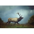 thumbnail image 2 of Grippo-Pike, Carrie Ann 32x23 White Modern Wood Framed Museum Art Print Titled - The Elk, 2 of 4