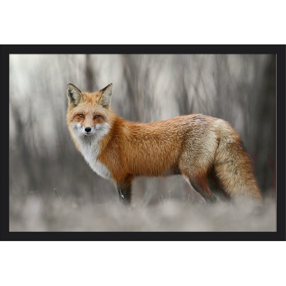 Red Fox - Lantern Press Photography (36x24 Giclee Art Print, Gallery Framed, Black Wood)