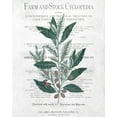thumbnail image 2 of Kimberly, Allen 20x24 White Modern Wood Framed Museum Art Print Titled - Botanical 1, 2 of 4