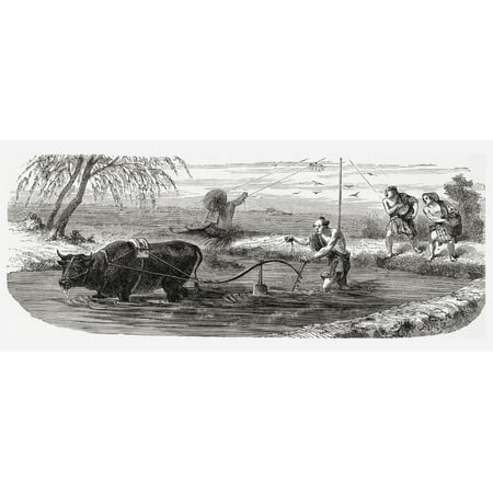 Worker Using A Water Buffalo For The Cultivation Of Rice In Japan In The 19Th Century From El Mundo En La Mano Published 1875