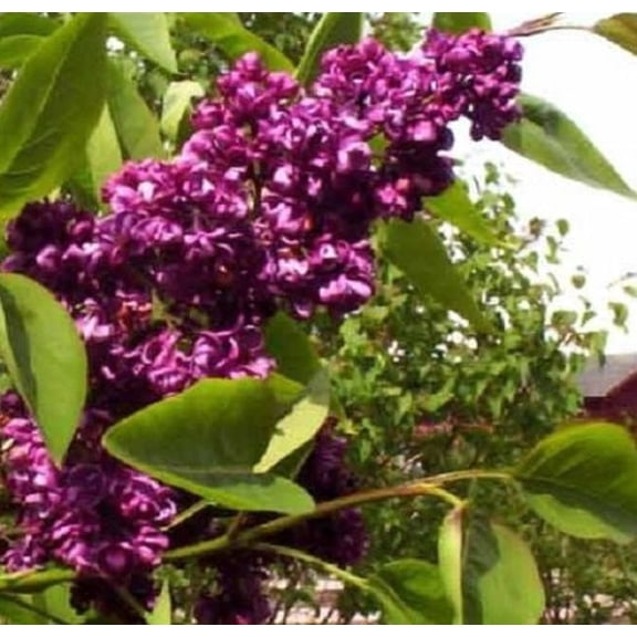25 Dark Purple Lilac Seeds