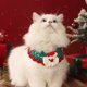 thumbnail image 3 of Collares Navideños Para Gatos Y Perros Collares De Ganchillo Para Gatos Gatos Amantes De Los Gatos Navidad Collares Tejidos A Mano Accesorios Para Mascotas Collar Trenzado Con Lazo Decorativo, 3 of 7