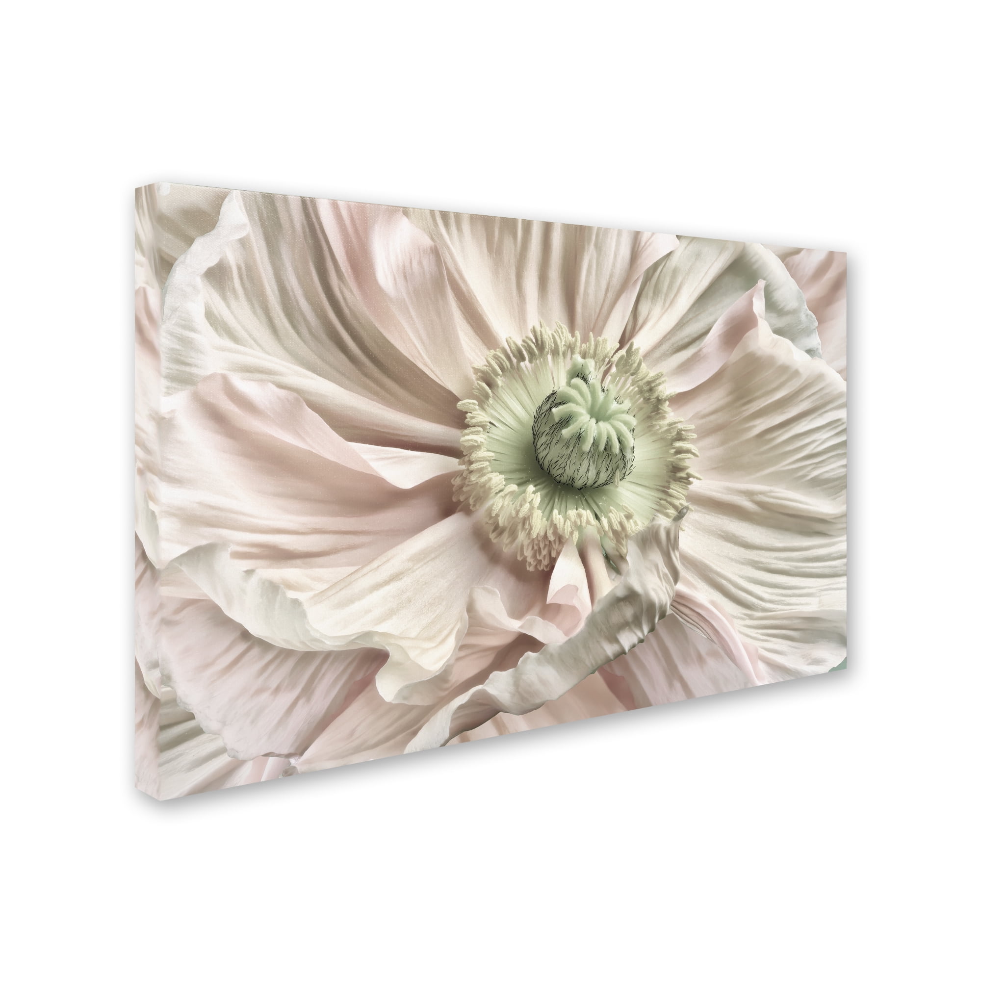 Trademark Fine Art 'Pink Poppy' Canvas Art by Cora Niele