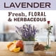 thumbnail image 2 of Jabón líquido para platos MRS. MEYER'S CLEAN DAY Lavender, botella de 473 ml, 2 of 5