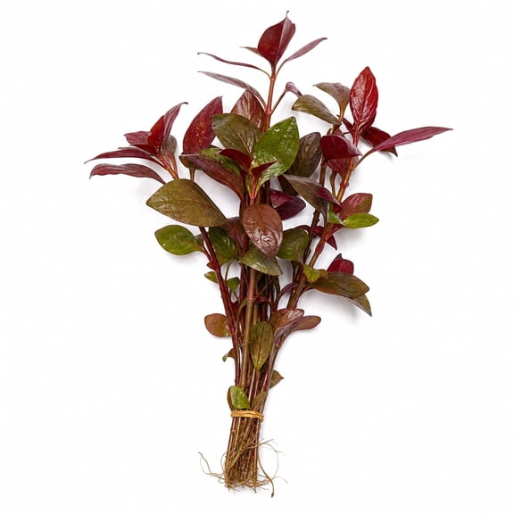 Canton Aquatics Ludwigia Repens Rubin Red Live Aquarium Plant, 5-8 in, 1 Count