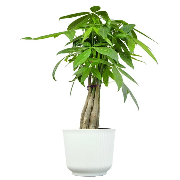 Braided Money Tree | Pet-Safe Houseplant | 6in Decor Pot; Indirect Light | Element by Altman Plants
