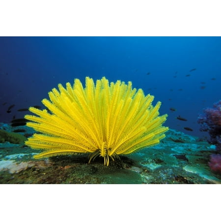 Thailand, Bright Yellow Crinoid (Comanthus Bennetti), Blue Ocean Background. PosterPrint - Item # (Best Shopping Items In Thailand)